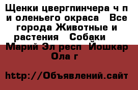 Щенки цвергпинчера ч/п и оленьего окраса - Все города Животные и растения » Собаки   . Марий Эл респ.,Йошкар-Ола г.